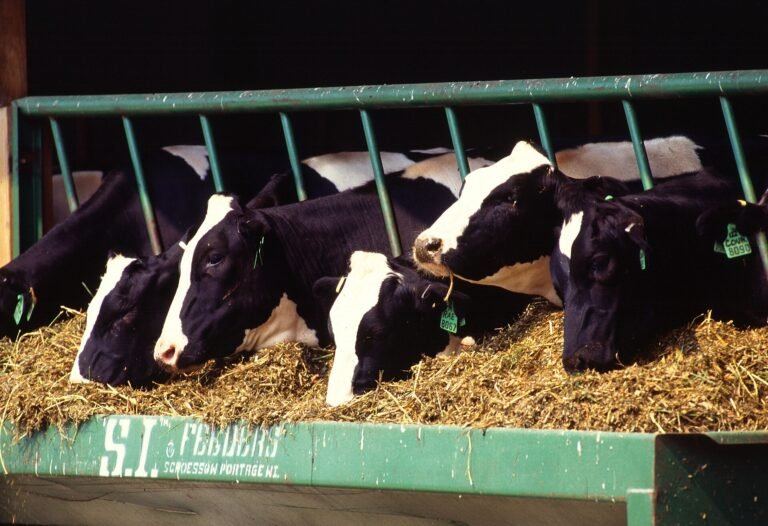 Dairy Farm Jobs in Dubai 2026 – Job Opportunities for Freshers & Experienced Candidates